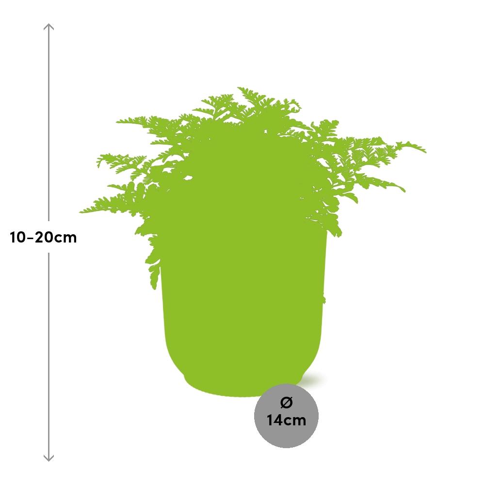 Asplenium Parvati in ELHO Vibes Fold 14cm geel en pot. Plante verte type Asplenium Parvati in ELHO Vibes Fold 14cm geel, livrée en pot, idéale pour intérieur lumineux. – Image 4