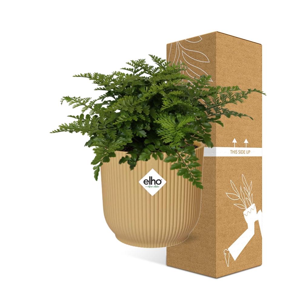 Asplenium Parvati in ELHO Vibes Fold 14cm geel en pot. Plante verte type Asplenium Parvati in ELHO Vibes Fold 14cm geel, livrée en pot, idéale pour intérieur lumineux. – Image 5