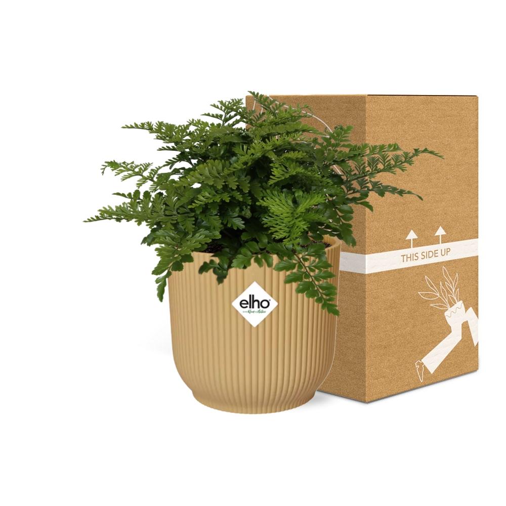 Asplenium Parvati in ELHO Vibes Fold 14cm geel en pot. Plante verte type Asplenium Parvati in ELHO Vibes Fold 14cm geel, livrée en pot, idéale pour intérieur lumineux. – Image 6