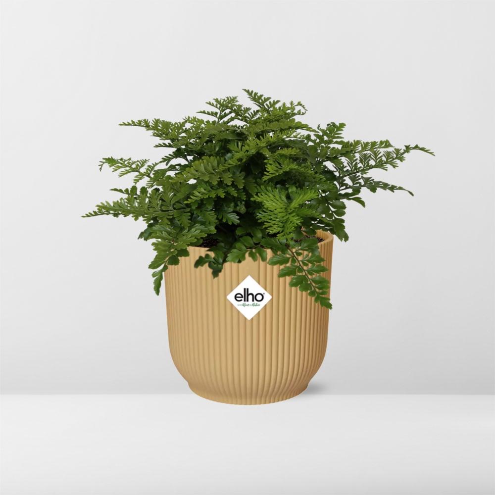 Asplenium Parvati in ELHO Vibes Fold 14cm geel en pot. Plante verte type Asplenium Parvati in ELHO Vibes Fold 14cm geel, livrée en pot, idéale pour intérieur lumineux. – Image 7