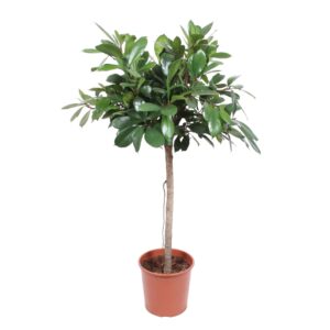Ficus Cyathistipula boom en pot Ø30cm. Plante verte type Ficus Cyathistipula boom, livrée en pot, idéale pour intérieur lumineux.