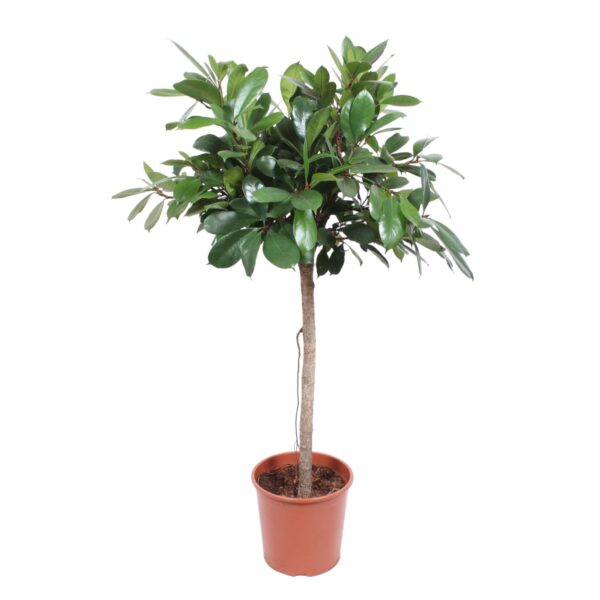 Ficus Cyathistipula boom en pot Ø30cm. Plante verte type Ficus Cyathistipula boom, livrée en pot, idéale pour intérieur lumineux.