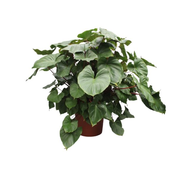 Homalomena Rubescens Maggy en pot Ø60cm. Plante verte type Homalomena Rubescens Maggy, livrée en pot, idéale pour intérieur lumineux.
