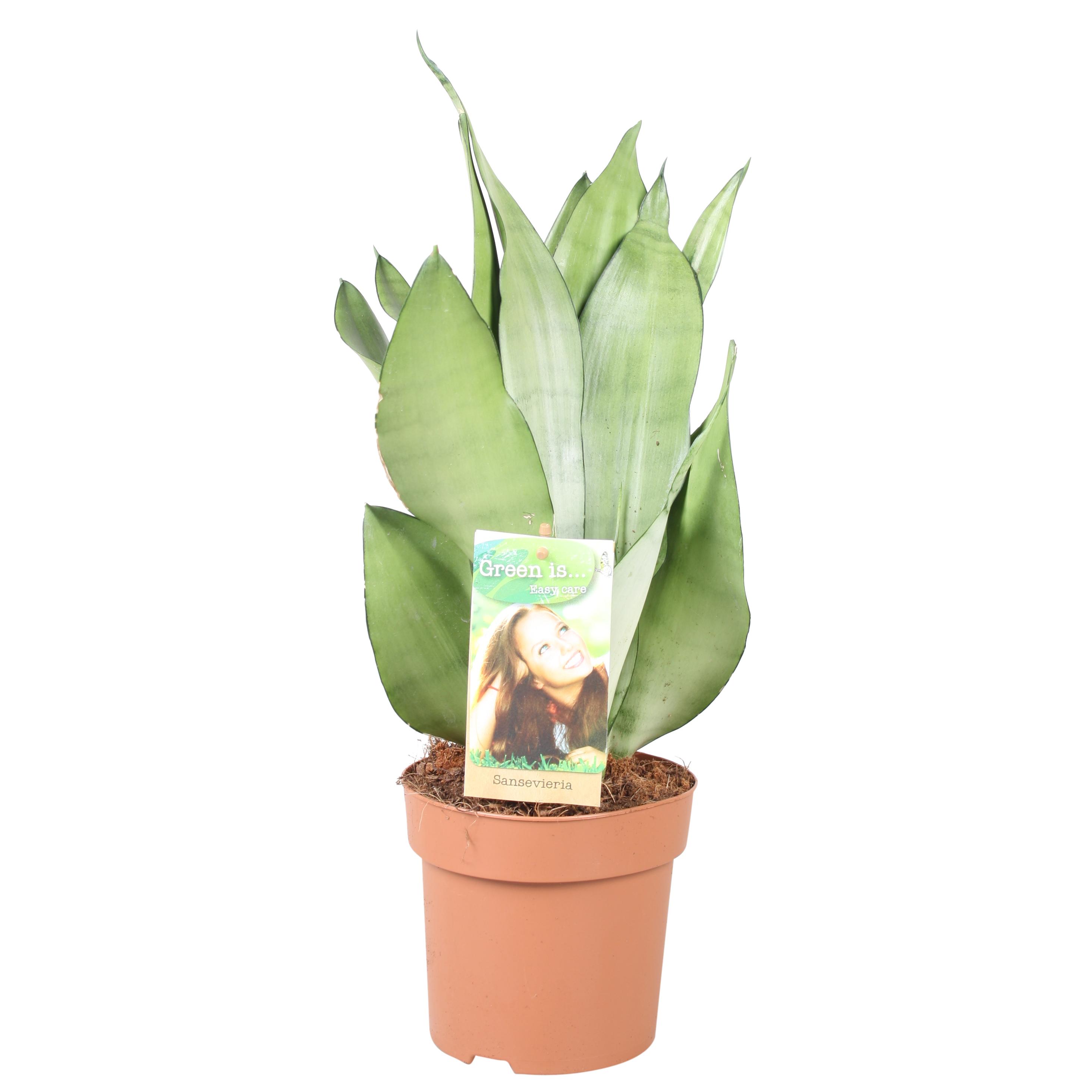 Sansevieria Moonshine en pot Ø14cm  Hauteur 40cm. Plante verte type Sansevieria Moonshine, livrée en pot, idéale pour intérieur lumineux.