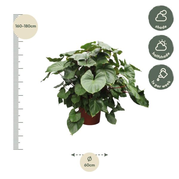 Homalomena Rubescens Maggy en pot Ø60cm. Plante verte type Homalomena Rubescens Maggy, livrée en pot, idéale pour intérieur lumineux. – Image 2