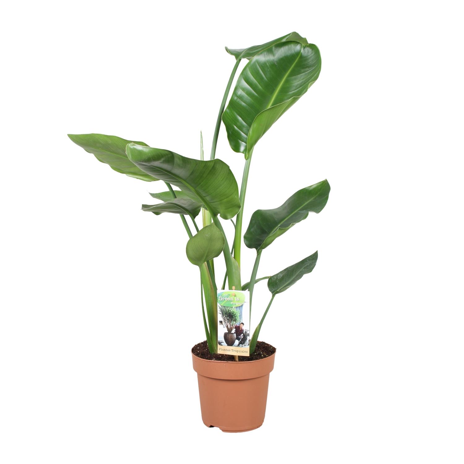 Strelitzia Nicolai en pot Ø17cm  Hauteur 60cm. Plante verte type Strelitzia Nicolai, livrée en pot, idéale pour intérieur lumineux.