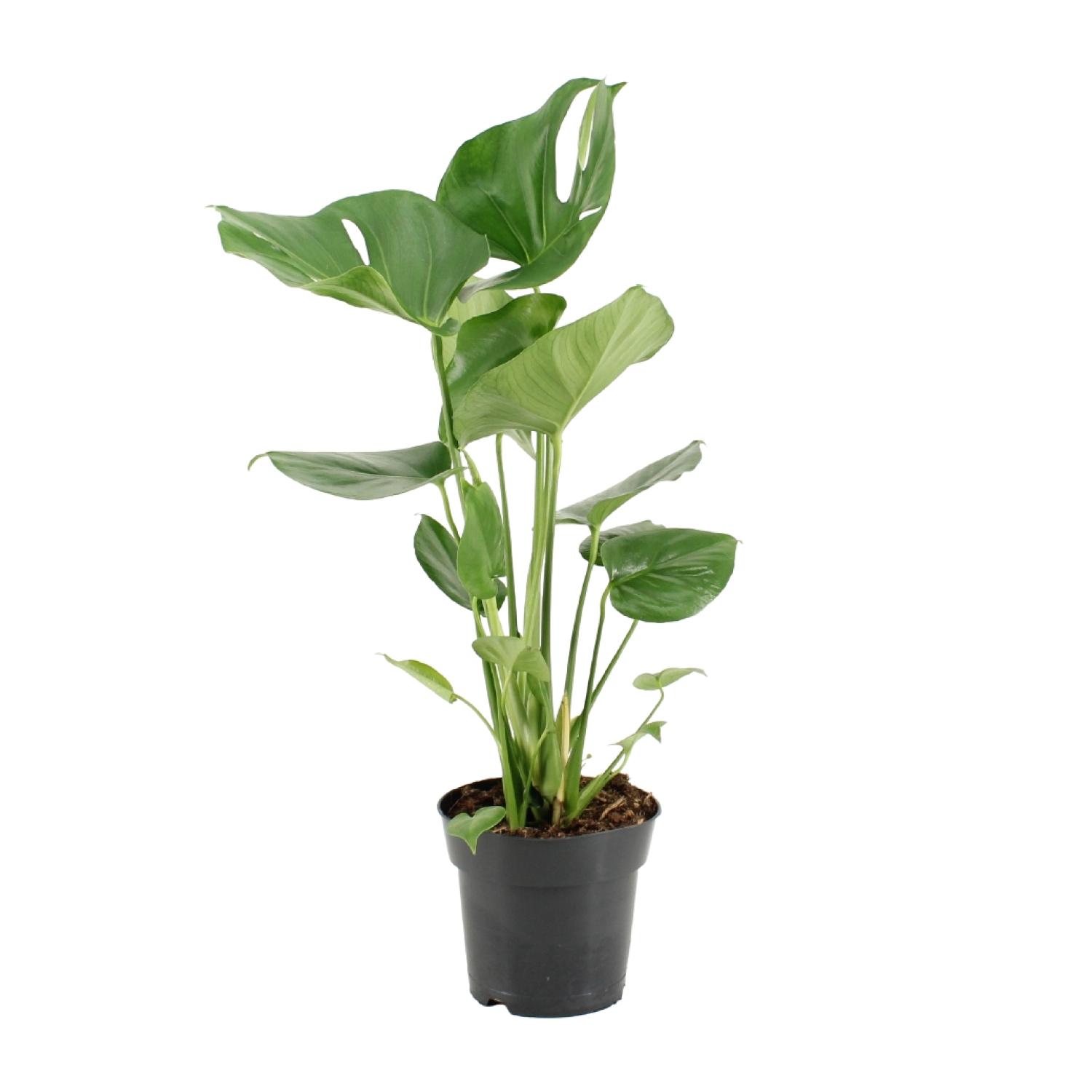 Monstera Deliciosa en pot Ø17cm  Hauteur 60cm. Plante verte type Monstera Deliciosa, livrée en pot, idéale pour intérieur lumineux.