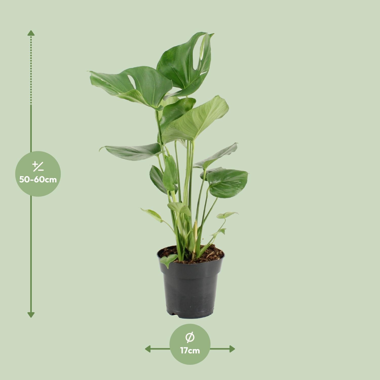 Monstera Deliciosa en pot Ø17cm  Hauteur 60cm. Plante verte type Monstera Deliciosa, livrée en pot, idéale pour intérieur lumineux. – Image 2