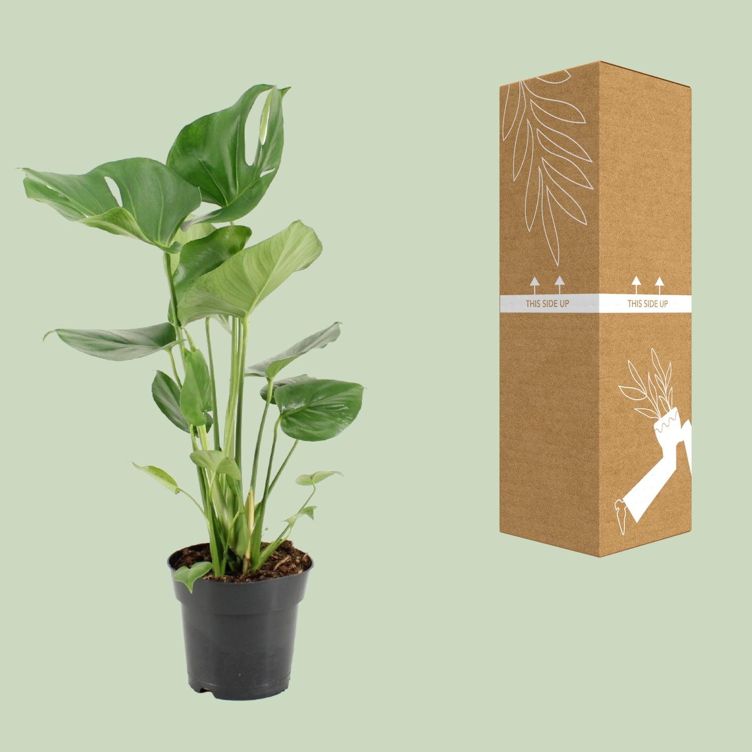Monstera Deliciosa en pot Ø17cm  Hauteur 60cm. Plante verte type Monstera Deliciosa, livrée en pot, idéale pour intérieur lumineux. – Image 3