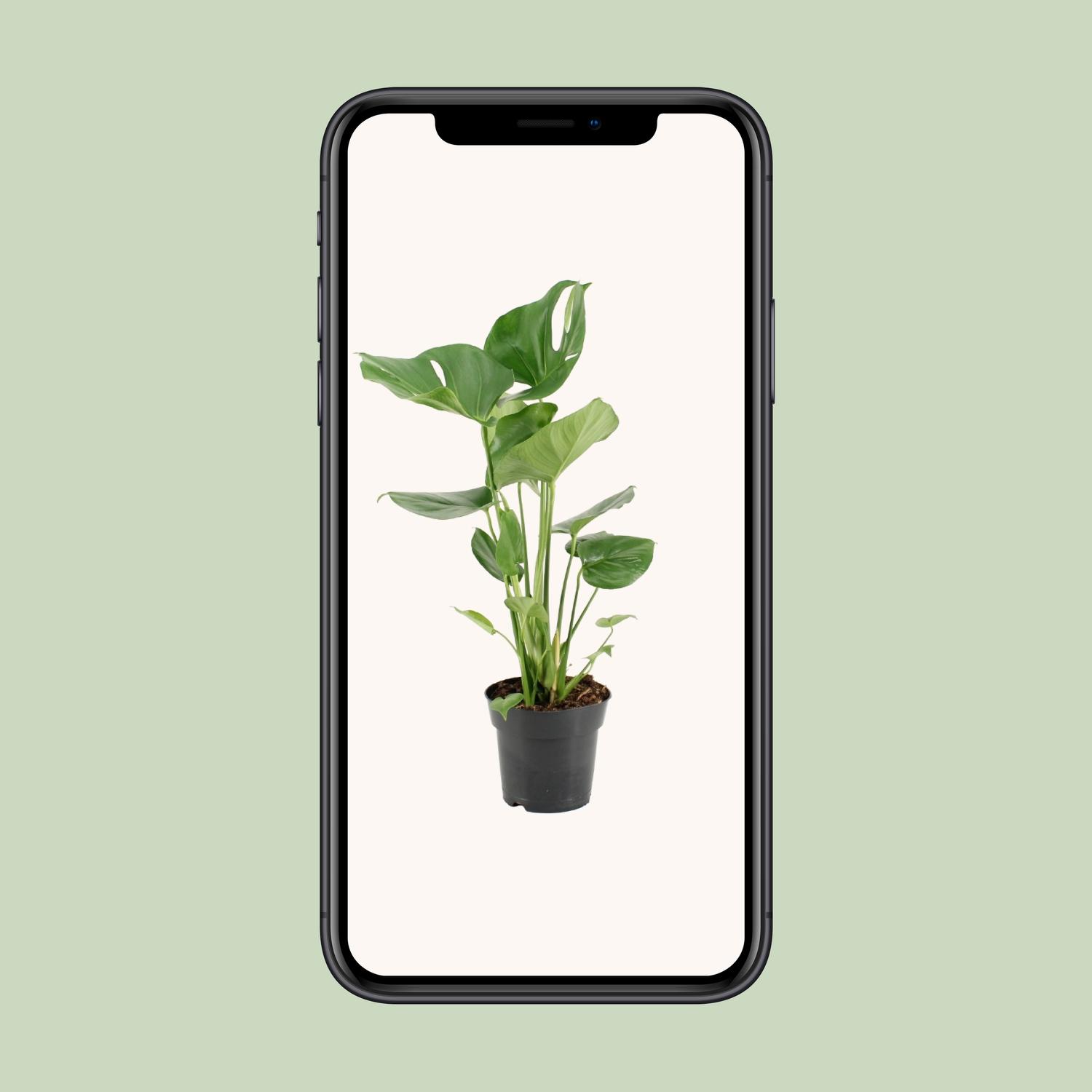 Monstera Deliciosa en pot Ø17cm  Hauteur 60cm. Plante verte type Monstera Deliciosa, livrée en pot, idéale pour intérieur lumineux. – Image 4