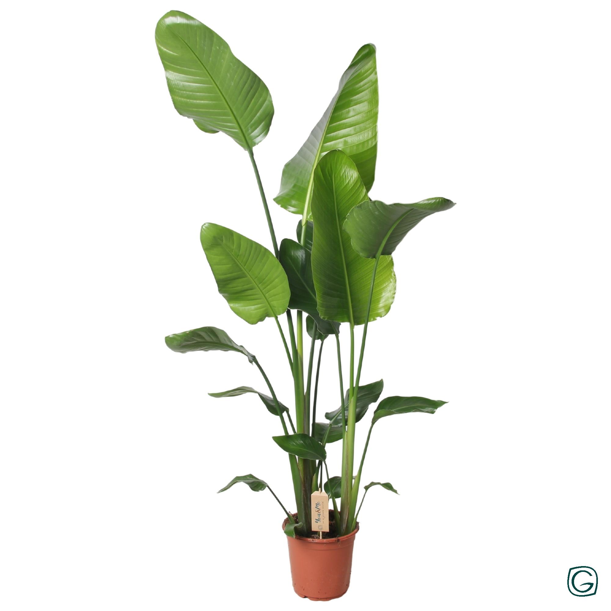 Strelitzia Nicolai 130cm en pot Ø21cm  Hauteur 130cm. Plante verte type Strelitzia Nicolai 130cm, livrée en pot, idéale pour intérieur lumineux.