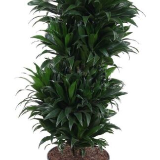 Dracaena Compacta Vertakt P27 en pot Ø27cm  Hauteur 100cm. Plante verte type Dracaena Compacta Vertakt P27, livrée en pot, idéale pour intérieur lumineux.