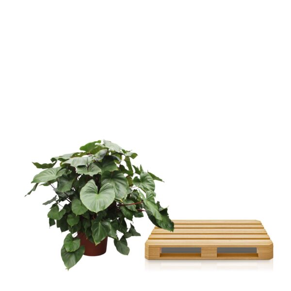 Homalomena Rubescens Maggy en pot Ø60cm. Plante verte type Homalomena Rubescens Maggy, livrée en pot, idéale pour intérieur lumineux. – Image 3