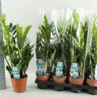 Zamioculcas 14 Cm en pot Ø14cm  Hauteur 65cm. Plante verte type Zamioculcas 14 Cm, livrée en pot, idéale pour intérieur lumineux.