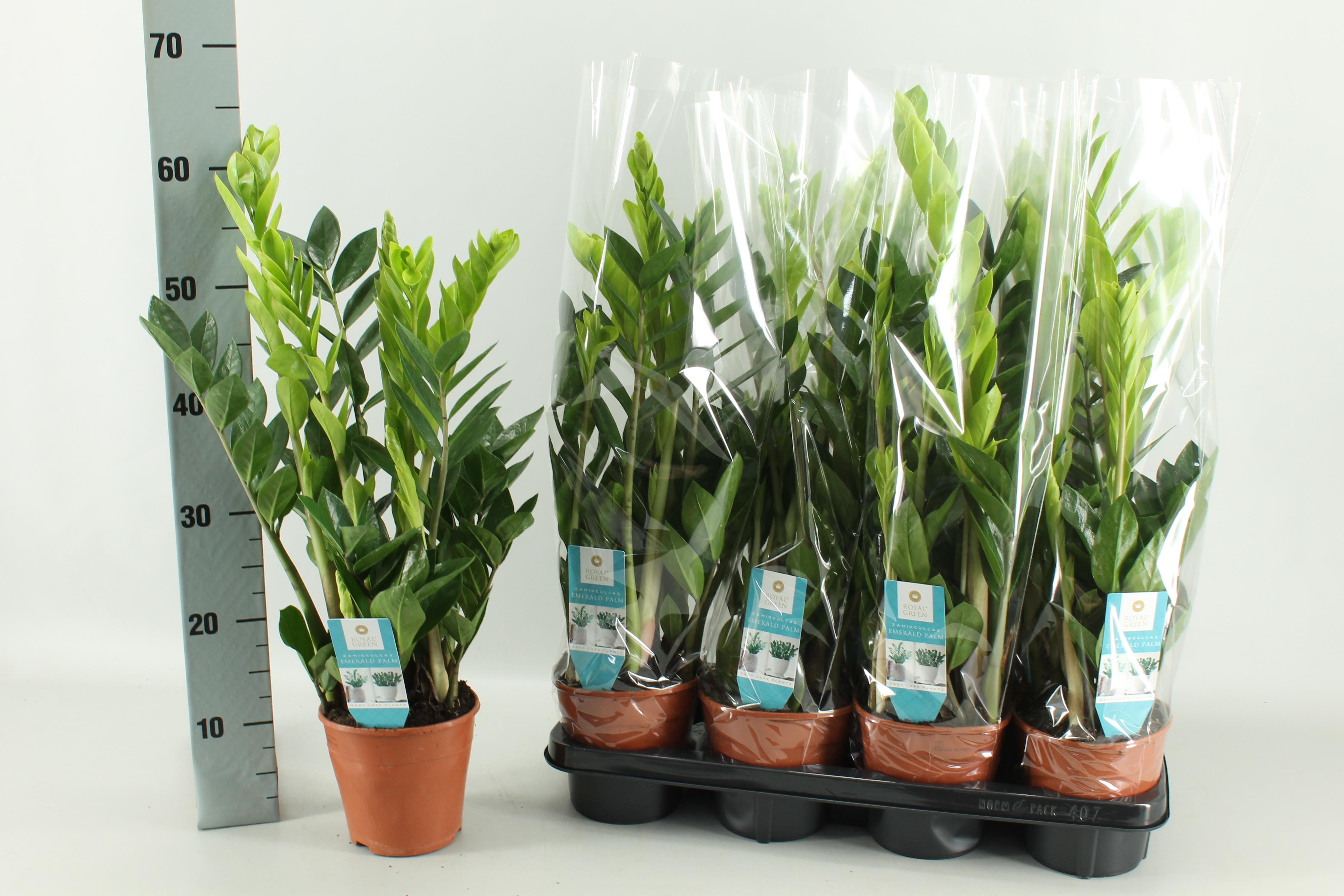Zamioculcas 14 Cm en pot Ø14cm  Hauteur 65cm. Plante verte type Zamioculcas 14 Cm, livrée en pot, idéale pour intérieur lumineux.