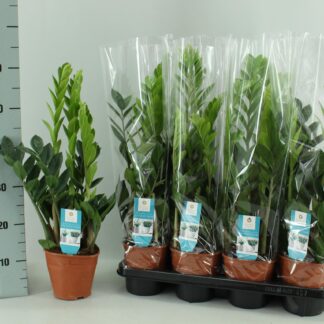Zamioculcas 14cm en pot Ø14cm  Hauteur 65cm. Plante verte type Zamioculcas 14cm, livrée en pot, idéale pour intérieur lumineux.