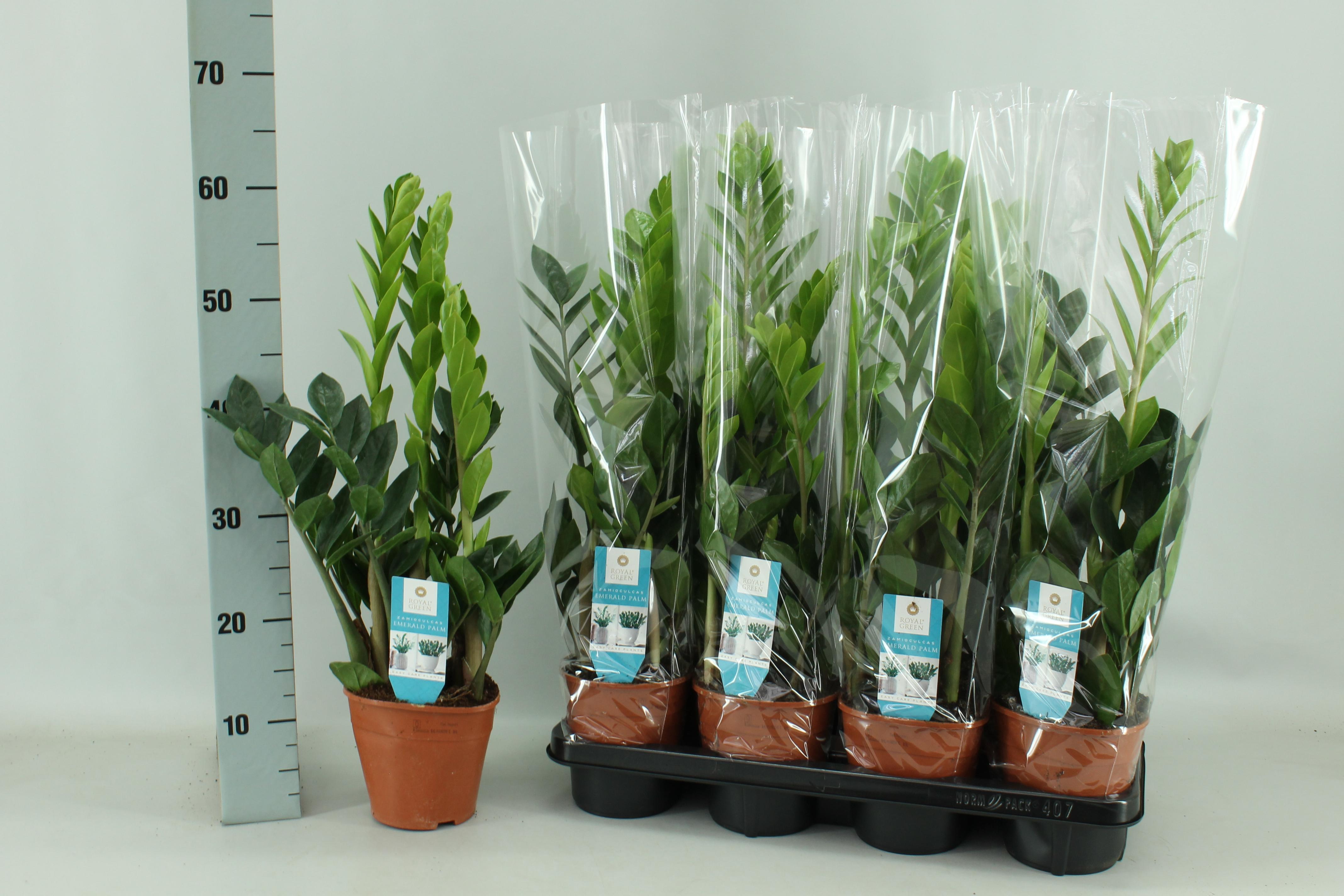 Zamioculcas 14cm en pot Ø14cm  Hauteur 65cm. Plante verte type Zamioculcas 14cm, livrée en pot, idéale pour intérieur lumineux.