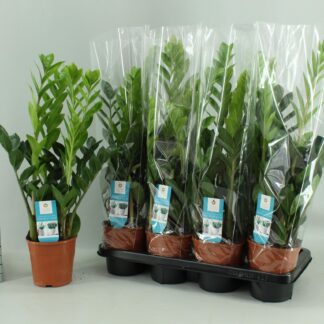 Zamioculcas 14cm en pot Ø14cm  Hauteur 65cm. Plante verte type Zamioculcas 14cm, livrée en pot, idéale pour intérieur lumineux.