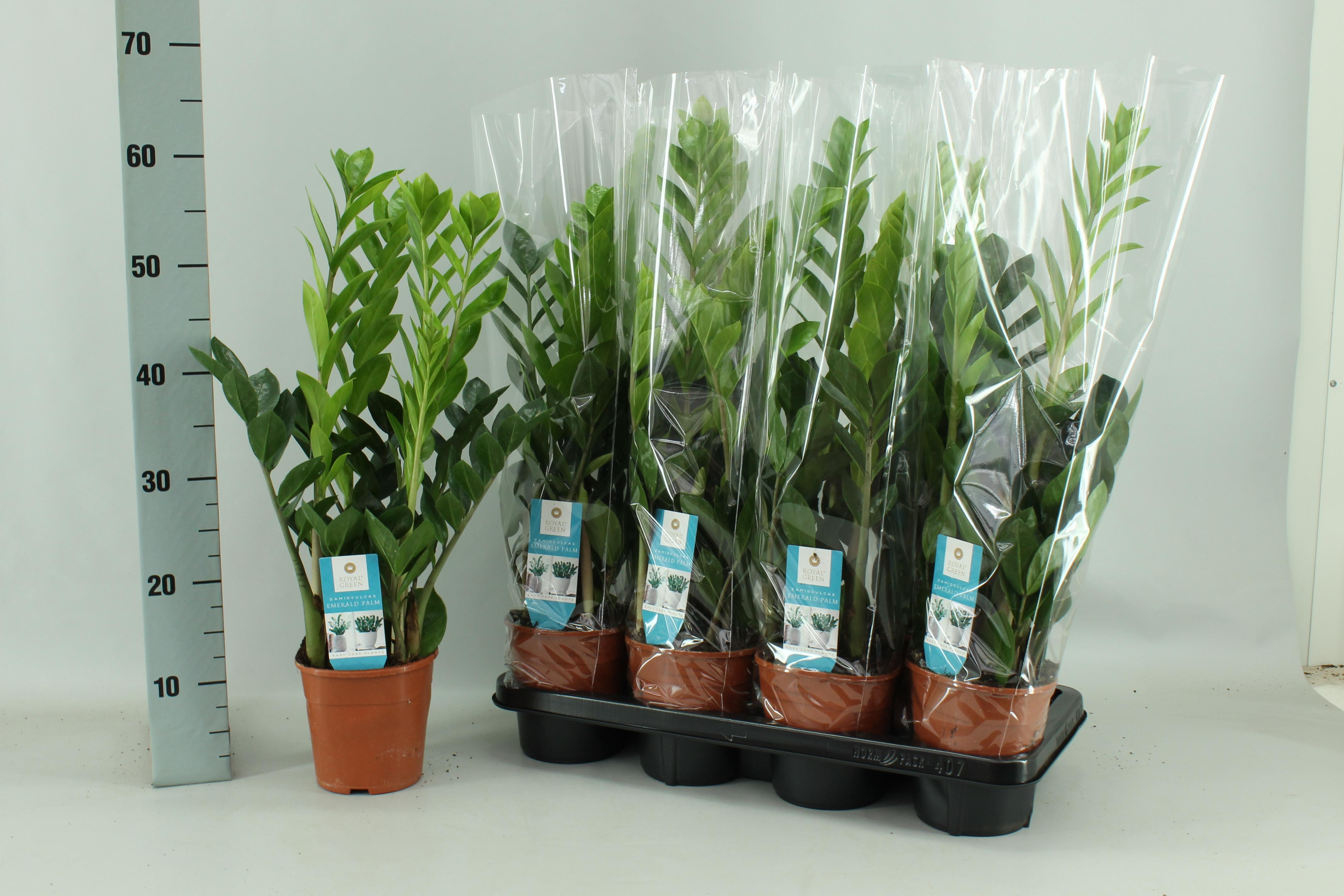 Zamioculcas 14cm en pot Ø14cm  Hauteur 65cm. Plante verte type Zamioculcas 14cm, livrée en pot, idéale pour intérieur lumineux.