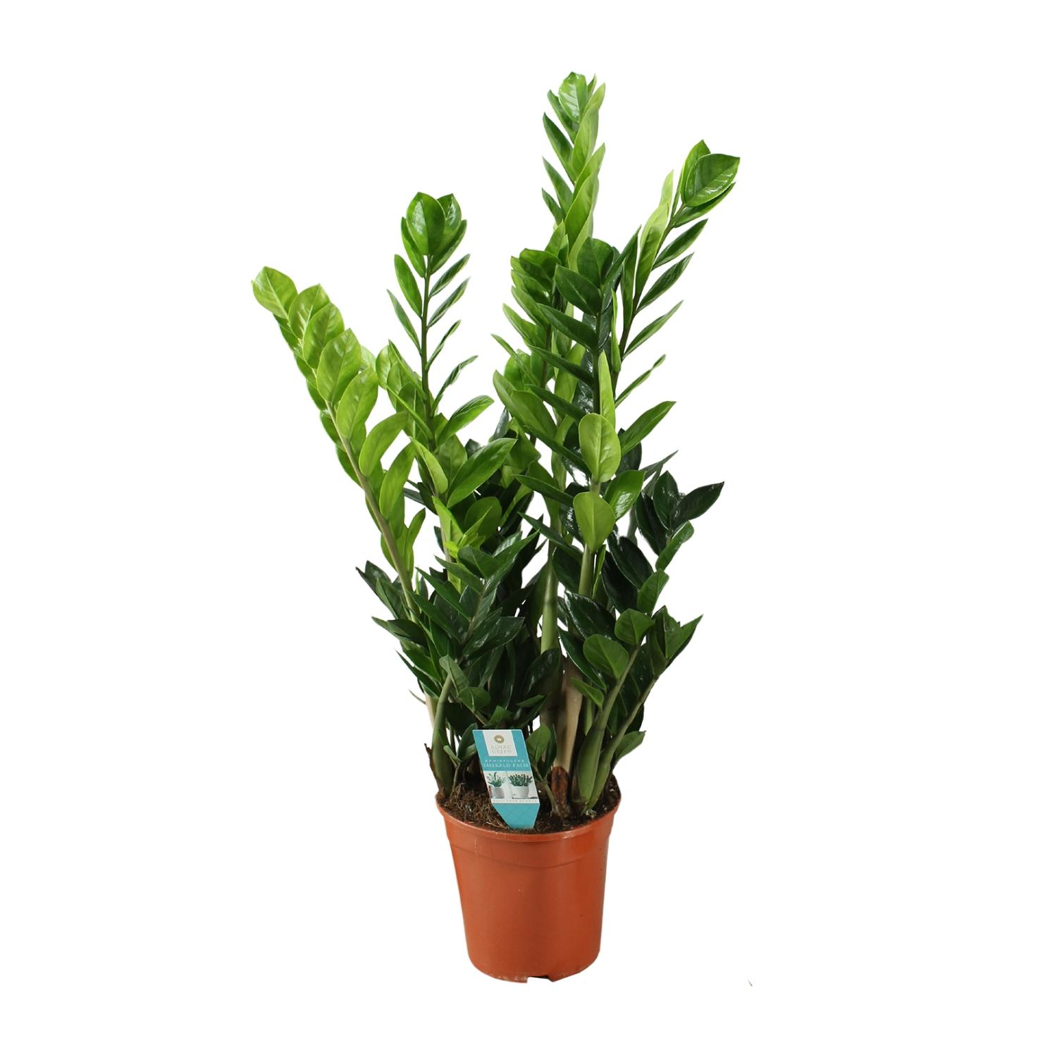 Zamioculcas 21cm en pot Ø21cm  Hauteur 100cm. Plante verte type Zamioculcas 21cm, livrée en pot, idéale pour intérieur lumineux.