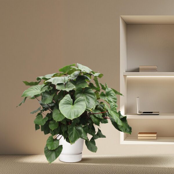Homalomena Rubescens Maggy en pot Ø60cm. Plante verte type Homalomena Rubescens Maggy, livrée en pot, idéale pour intérieur lumineux. – Image 4