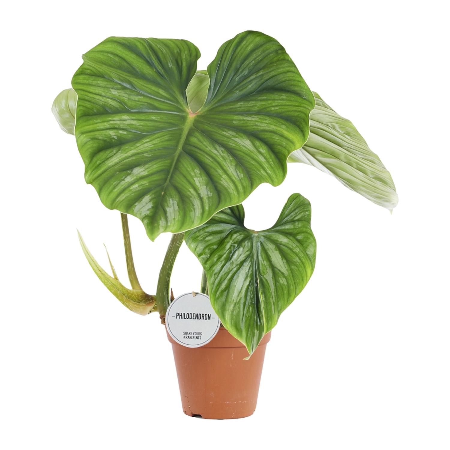 Philodendron Plowmanii en pot Ø15cm  Hauteur 50cm. Plante verte type Philodendron Plowmanii, livrée en pot, idéale pour intérieur lumineux.