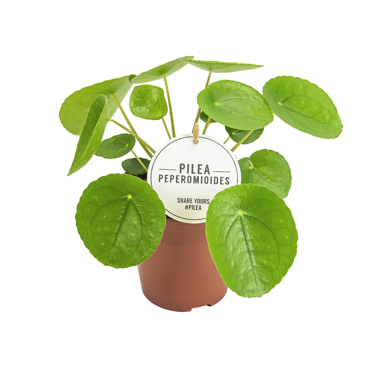 Pilea Peperomioides en pot Ø13cm  Hauteur 20cm. Plante verte type Pilea Peperomioides, livrée en pot, idéale pour intérieur lumineux.