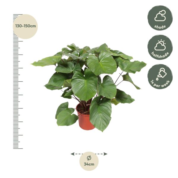Homalomena Rubescens Maggy en pot Ø34cm. Plante verte type Homalomena Rubescens Maggy, livrée en pot, idéale pour intérieur lumineux. – Image 2