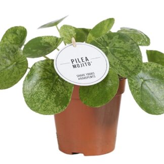 Pilea Mojito en pot Ø13cm  Hauteur 20cm. Plante verte type Pilea Mojito, livrée en pot, idéale pour intérieur lumineux.