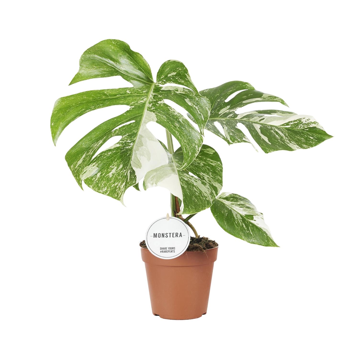 Monstera Deliciosa Variegata en pot Ø15cm  Hauteur 45cm. Plante verte type Monstera Deliciosa Variegata, livrée en pot, idéale pour intérieur lumineux.