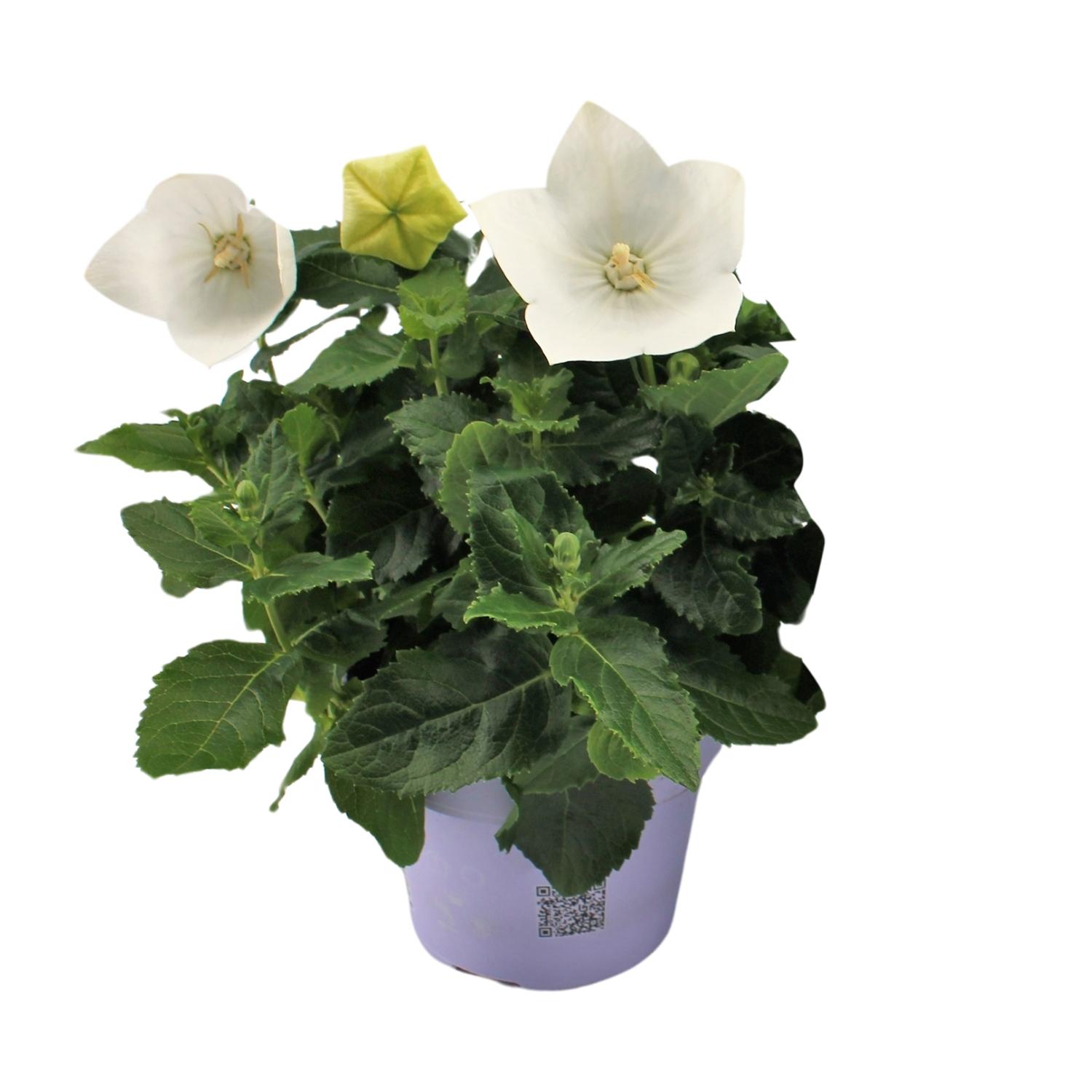 Platycodon White en pot Ø12cm  Hauteur 22cm. Plante verte type Platycodon White, livrée en pot, idéale pour intérieur lumineux.