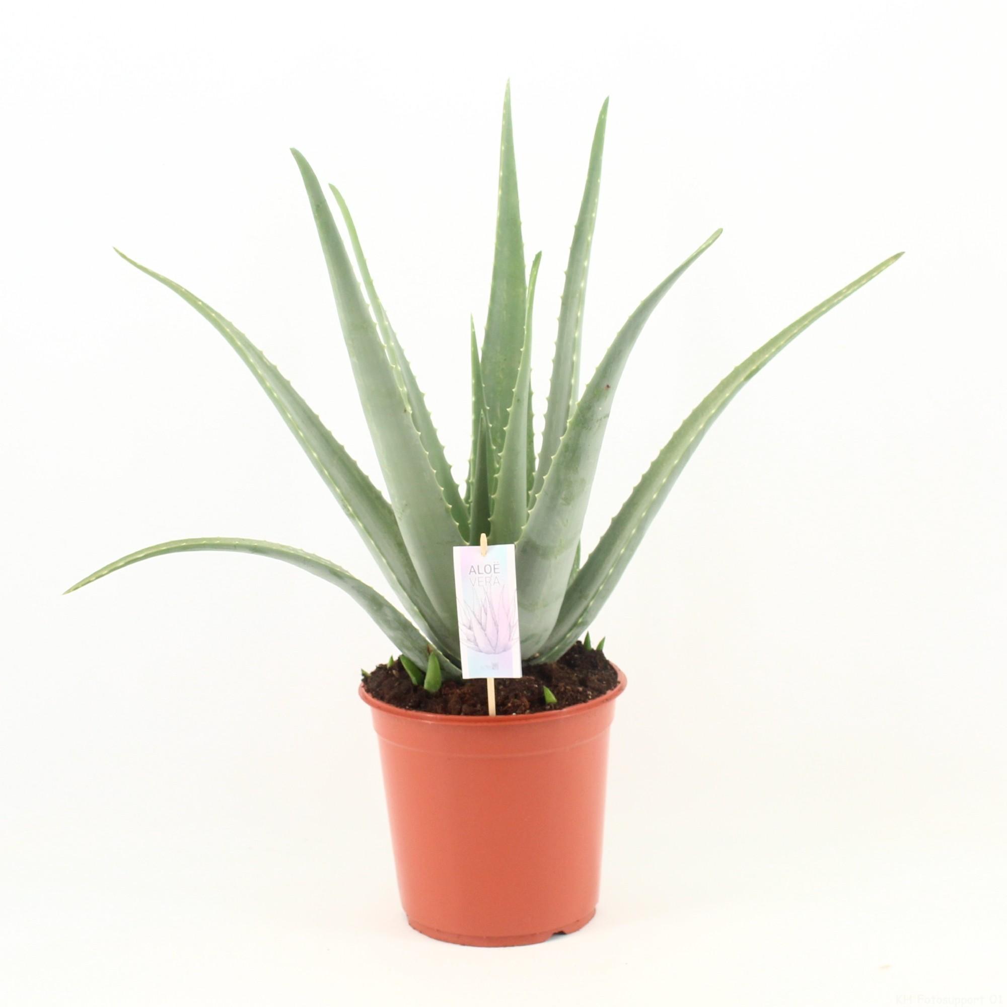 Aloe Vera P24 en pot Ø24cm  Hauteur 70cm. Plante verte type Aloe Vera P24, livrée en pot, idéale pour intérieur lumineux.