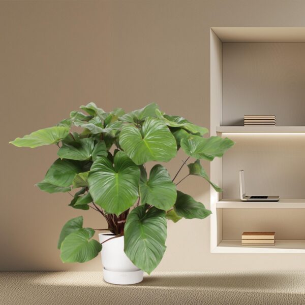 Homalomena Rubescens Maggy en pot Ø34cm. Plante verte type Homalomena Rubescens Maggy, livrée en pot, idéale pour intérieur lumineux. – Image 4