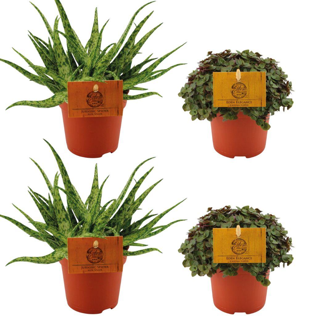 2x Aloe Spider + 2x Callisia Turtle en pot Ø10cm  Hauteur 10cm. Plante verte type 2x Aloe Spider + 2x Callisia Turtle, livrée en pot, idéale pour intérieur lumineux.