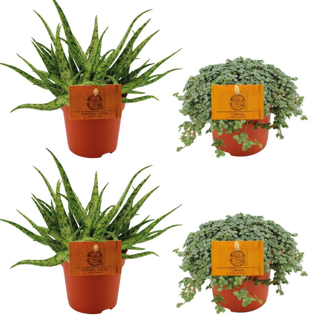 2x Aloe Spider + 2x Pilea Glauca en pot Ø10cm  Hauteur 10cm. Plante verte type 2x Aloe Spider + 2x Pilea Glauca, livrée en pot, idéale pour intérieur lumineux.