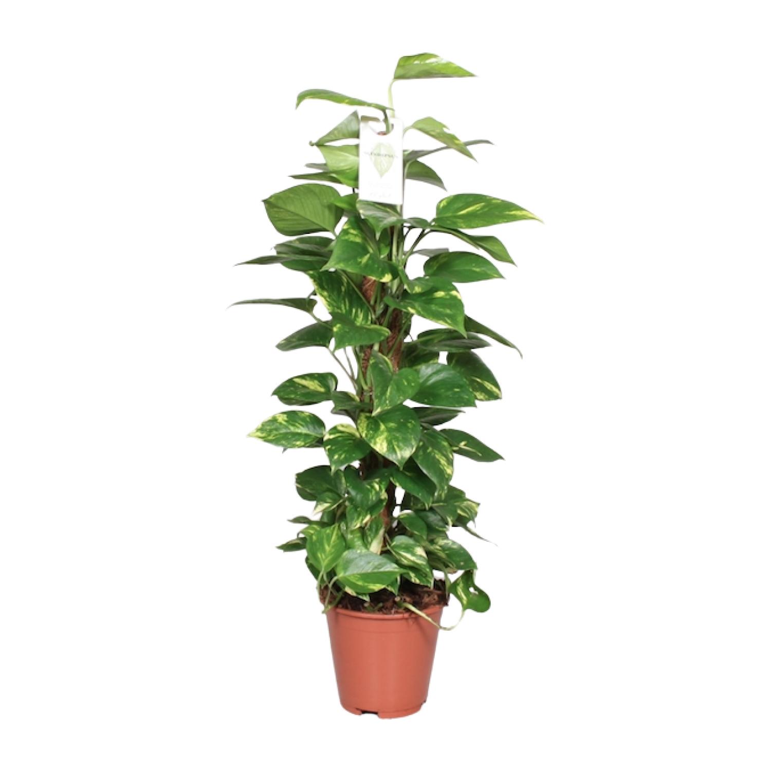 Epipremnum Pinnatum Mosstok 80cm Scindapsus en pot Ø19cm  Hauteur 80cm. Plante verte type Epipremnum Pinnatum Mosstok 80cm Scindapsus, livrée en pot, idéale pour intérieur lumineux.