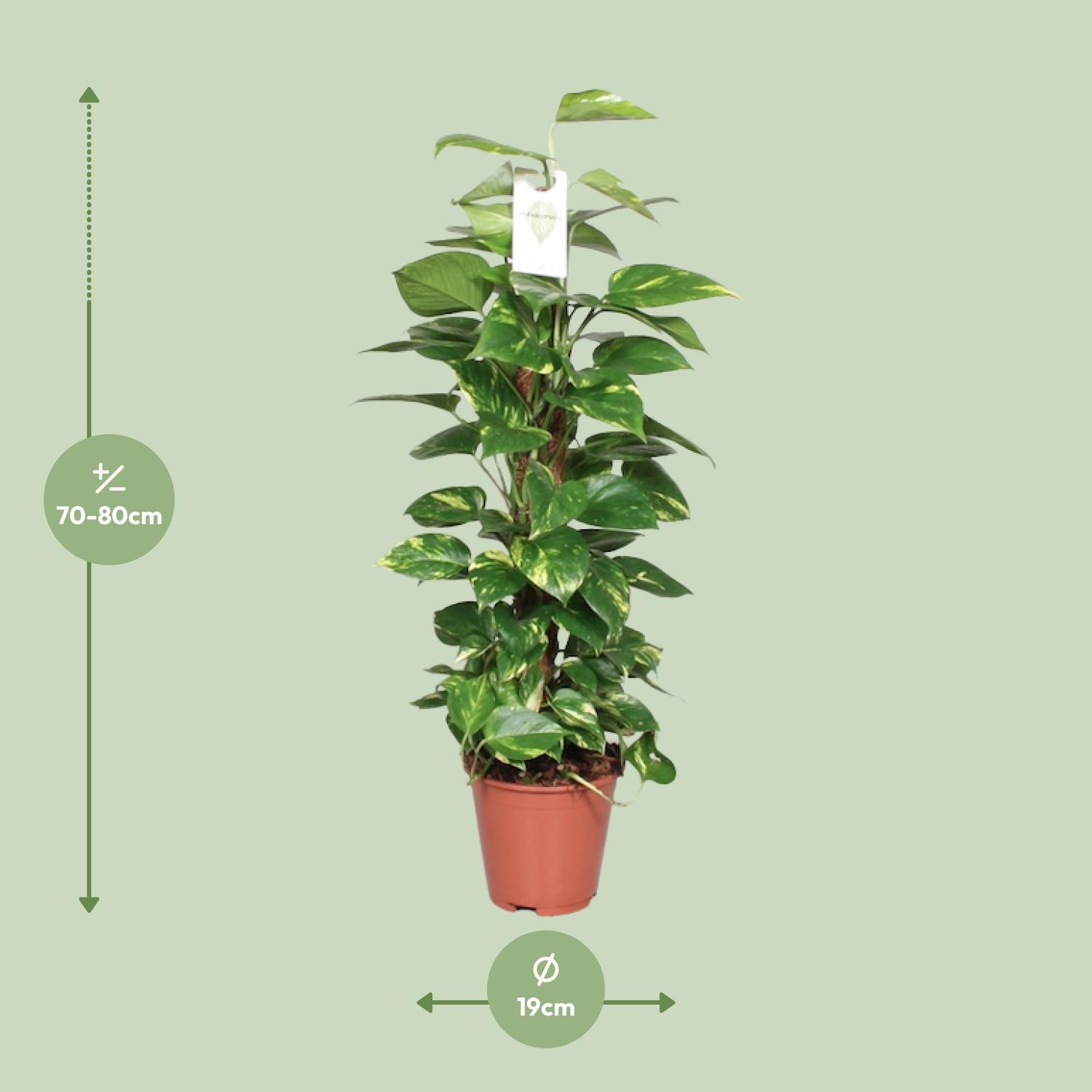Epipremnum Pinnatum Mosstok 80cm Scindapsus en pot Ø19cm  Hauteur 80cm. Plante verte type Epipremnum Pinnatum Mosstok 80cm Scindapsus, livrée en pot, idéale pour intérieur lumineux. – Image 2