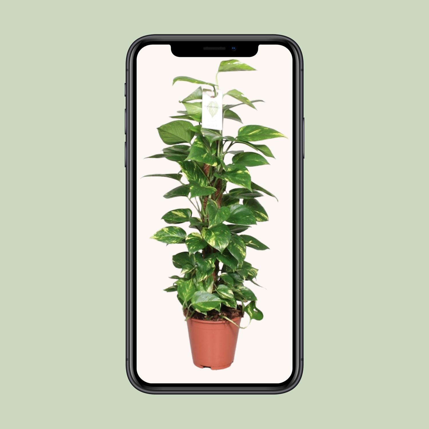 Epipremnum Pinnatum Mosstok 80cm Scindapsus en pot Ø19cm  Hauteur 80cm. Plante verte type Epipremnum Pinnatum Mosstok 80cm Scindapsus, livrée en pot, idéale pour intérieur lumineux. – Image 4