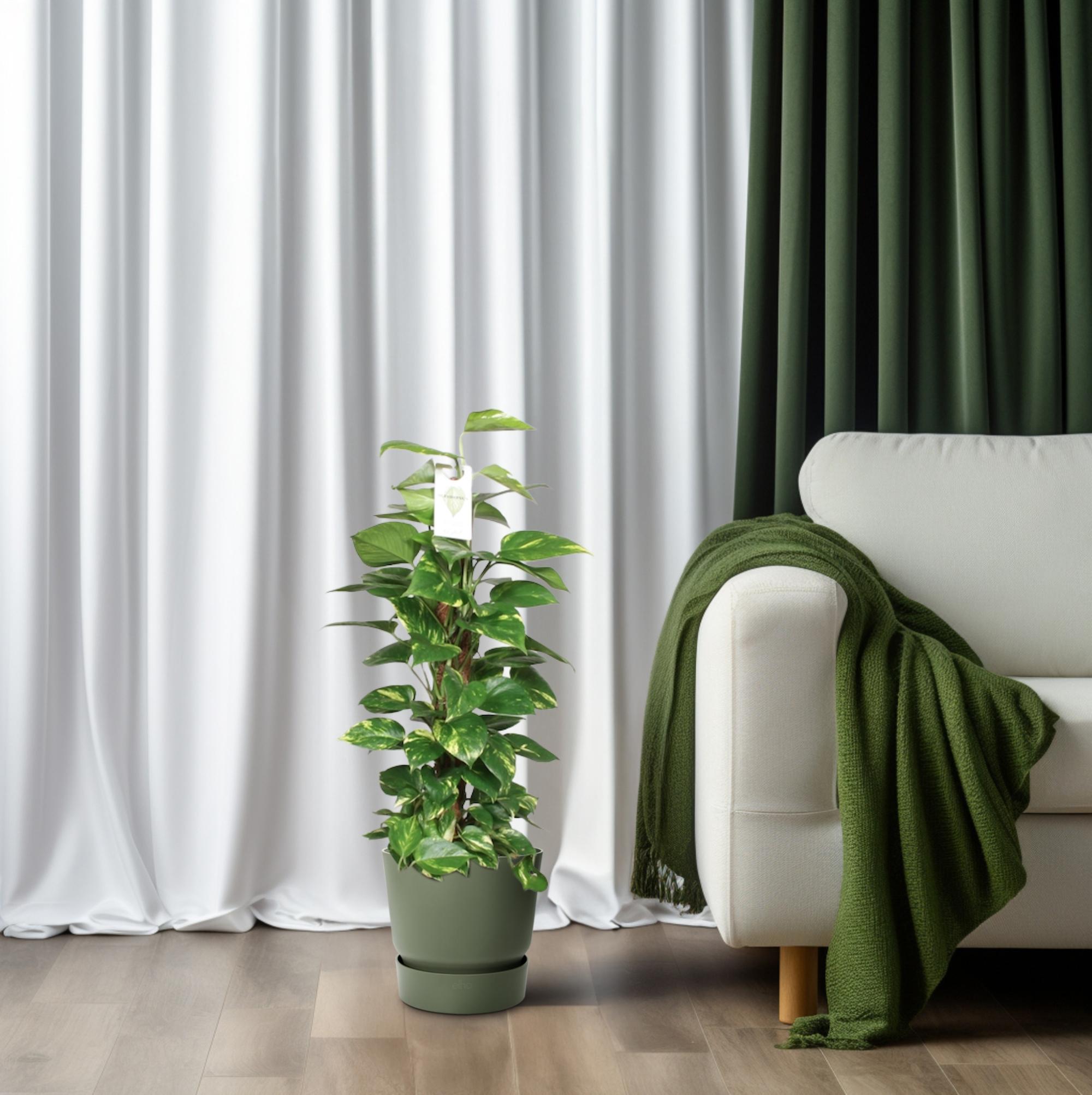 Epipremnum Pinnatum Mosstok 80cm Scindapsus en pot Ø19cm  Hauteur 80cm. Plante verte type Epipremnum Pinnatum Mosstok 80cm Scindapsus, livrée en pot, idéale pour intérieur lumineux. – Image 6