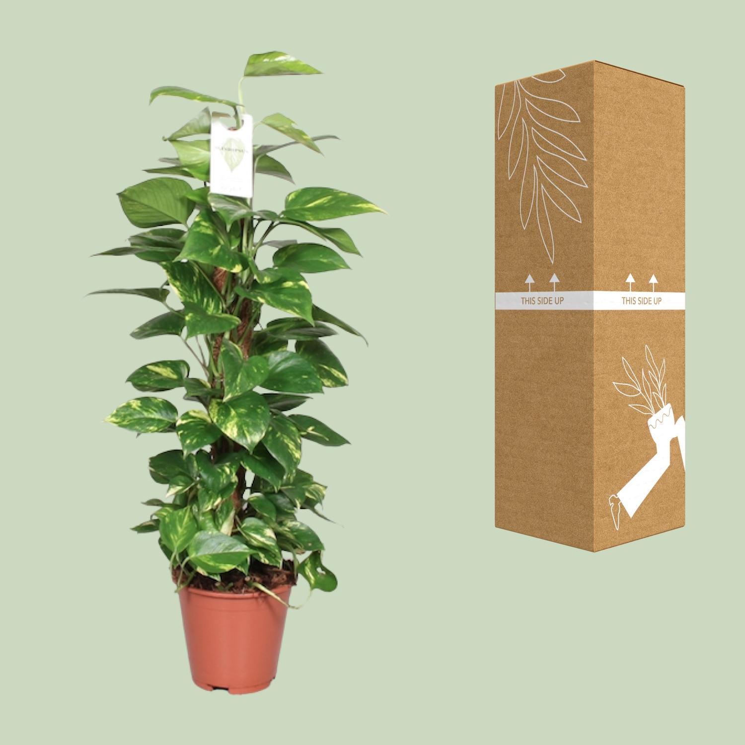 Epipremnum Pinnatum Mosstok 80cm Scindapsus en pot Ø19cm  Hauteur 80cm. Plante verte type Epipremnum Pinnatum Mosstok 80cm Scindapsus, livrée en pot, idéale pour intérieur lumineux. – Image 8