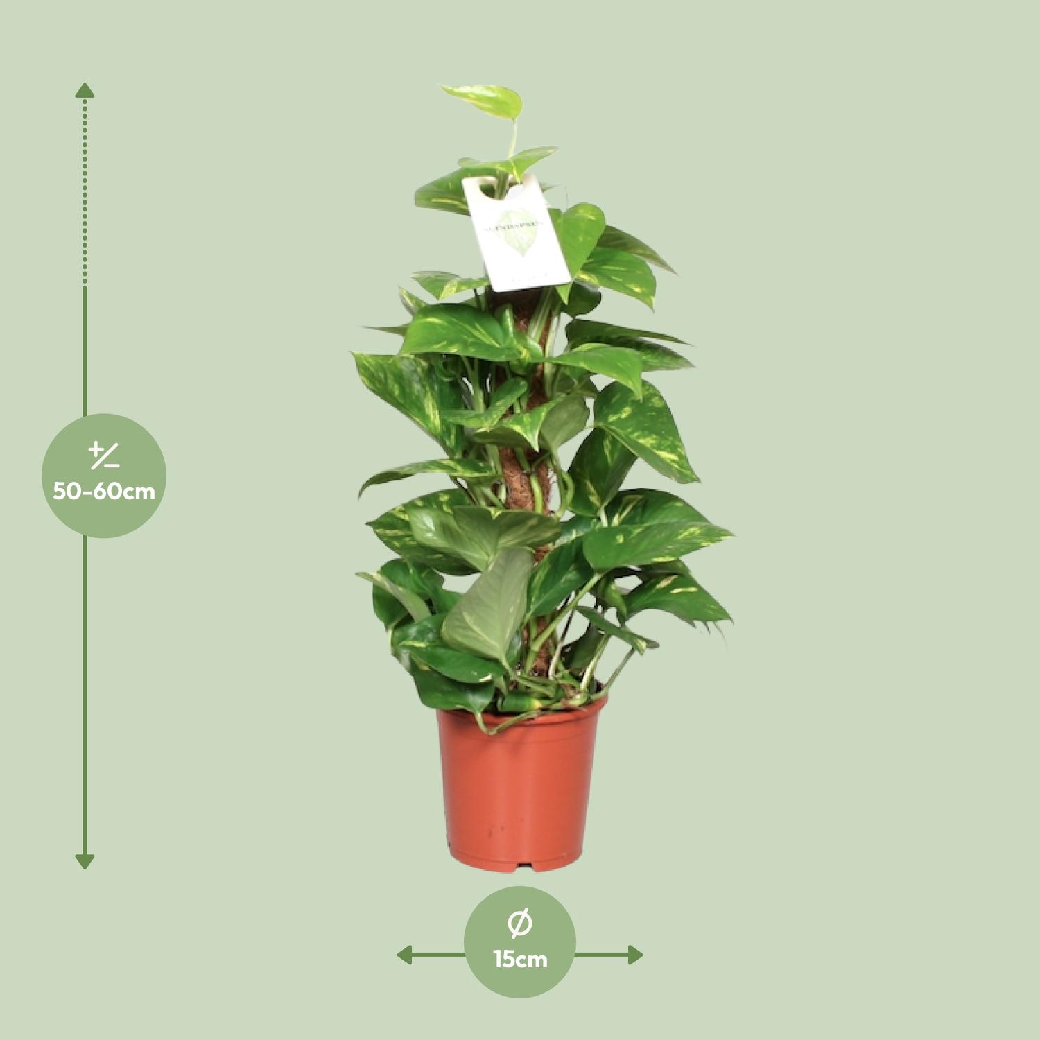 Epipremnum Pinnatum Mosstok 60cm Scindapsus en pot Ø15cm  Hauteur 60cm. Plante verte type Epipremnum Pinnatum Mosstok 60cm Scindapsus, livrée en pot, idéale pour intérieur lumineux. – Image 2