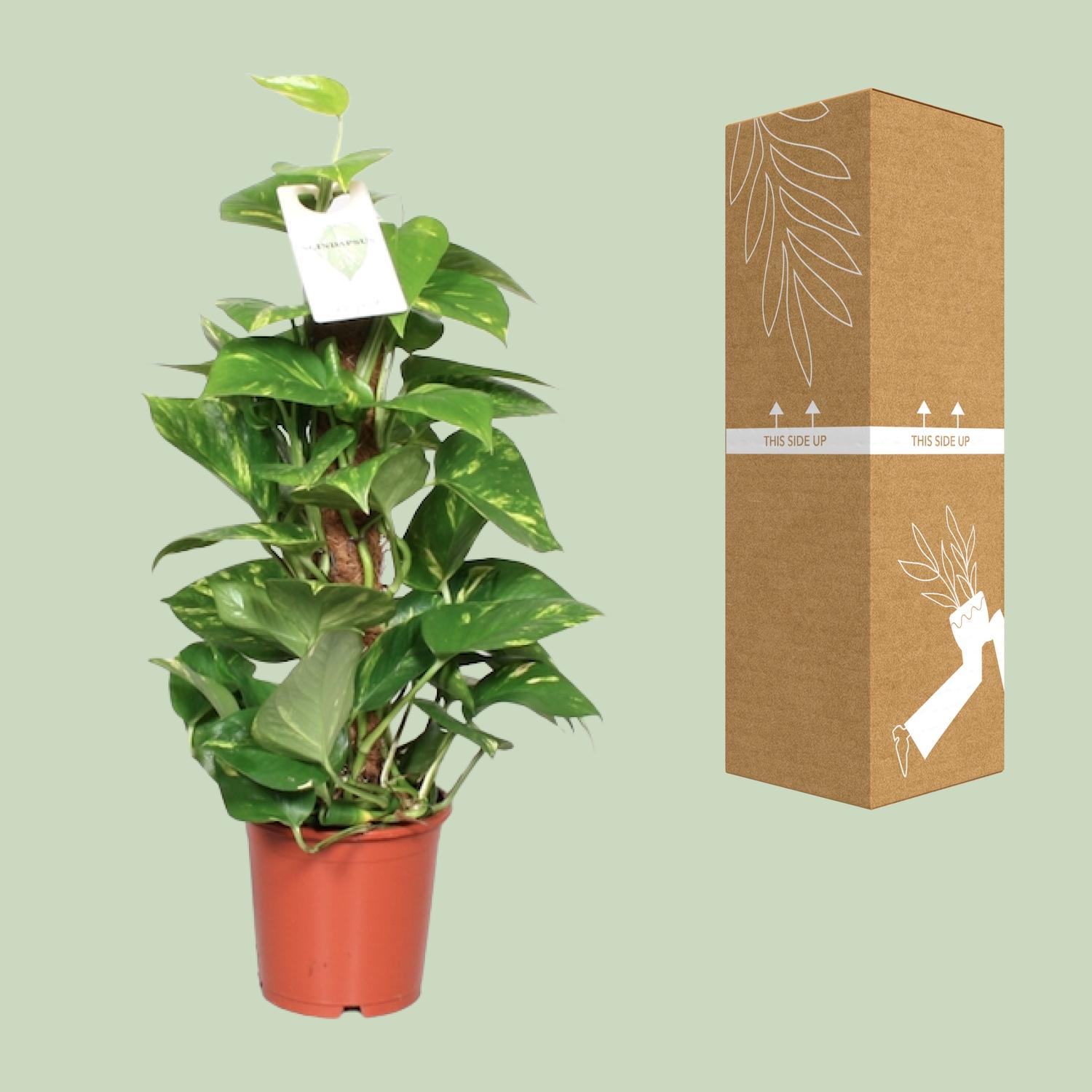 Epipremnum Pinnatum Mosstok 60cm Scindapsus en pot Ø15cm  Hauteur 60cm. Plante verte type Epipremnum Pinnatum Mosstok 60cm Scindapsus, livrée en pot, idéale pour intérieur lumineux. – Image 3