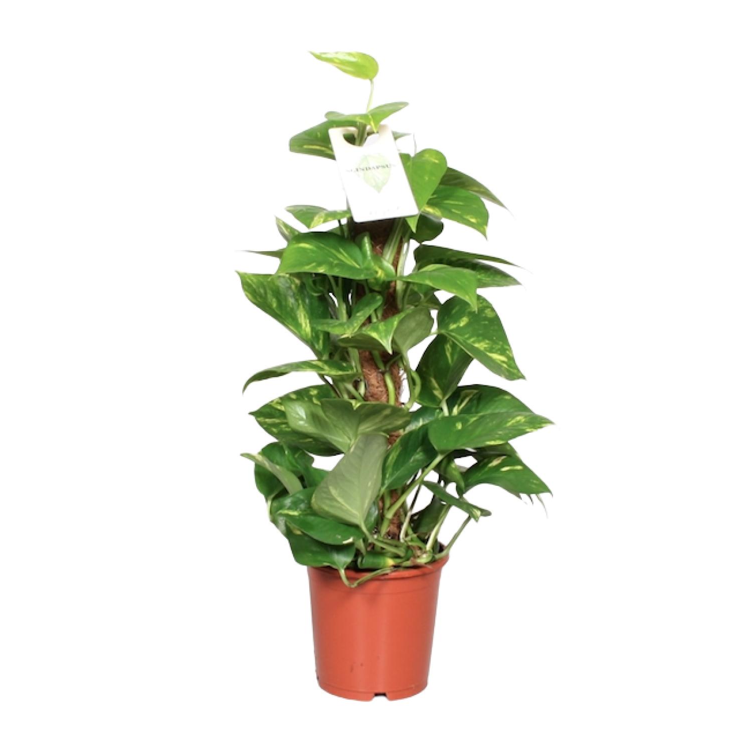 Epipremnum Pinnatum Mosstok 60cm Scindapsus en pot Ø15cm  Hauteur 60cm. Plante verte type Epipremnum Pinnatum Mosstok 60cm Scindapsus, livrée en pot, idéale pour intérieur lumineux. – Image 5