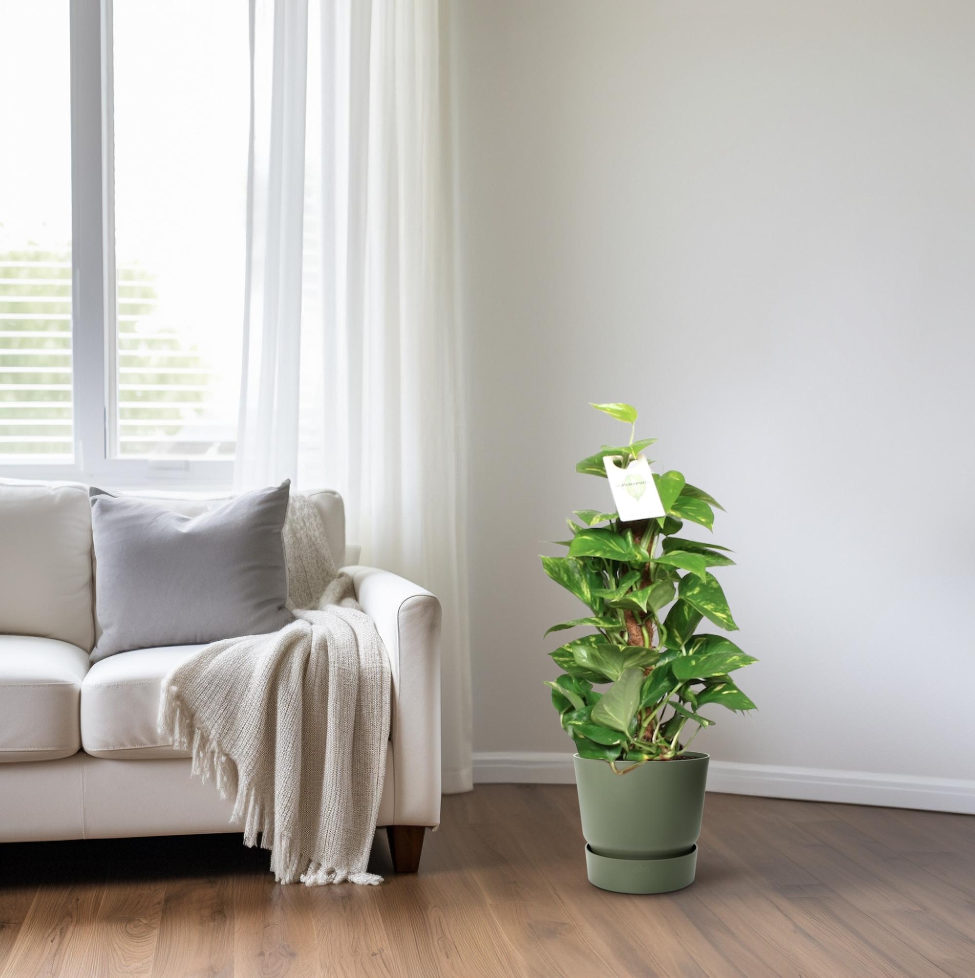 Epipremnum Pinnatum Mosstok 60cm Scindapsus en pot Ø15cm  Hauteur 60cm. Plante verte type Epipremnum Pinnatum Mosstok 60cm Scindapsus, livrée en pot, idéale pour intérieur lumineux. – Image 6