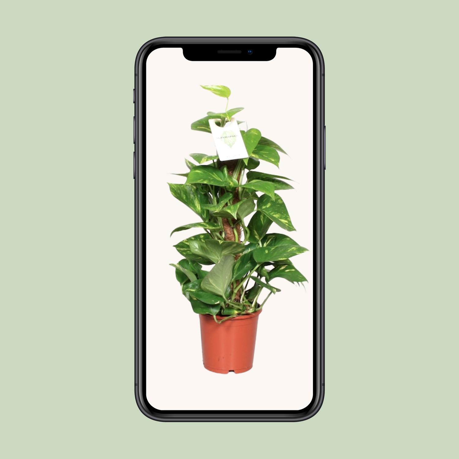 Epipremnum Pinnatum Mosstok 60cm Scindapsus en pot Ø15cm  Hauteur 60cm. Plante verte type Epipremnum Pinnatum Mosstok 60cm Scindapsus, livrée en pot, idéale pour intérieur lumineux. – Image 9