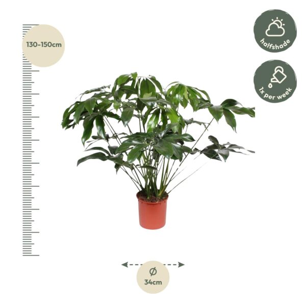 Philodendron Green Wonder en pot Ø34cm. Plante verte type Philodendron Green Wonder, livrée en pot, idéale pour intérieur lumineux. – Image 2