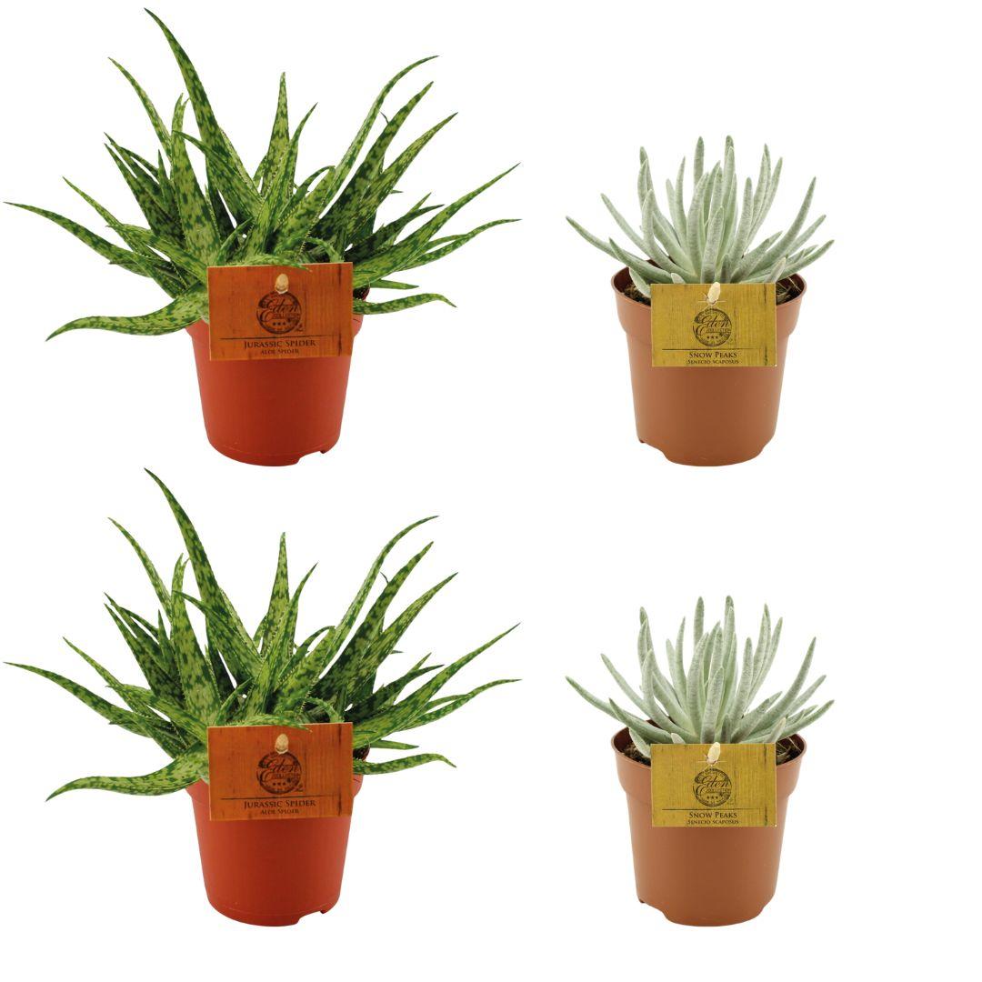 2x Aloe Spider + 2x Senecio Scaposus en pot Ø10cm  Hauteur 10cm. Plante verte type 2x Aloe Spider + 2x Senecio Scaposus, livrée en pot, idéale pour intérieur lumineux.