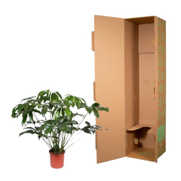 Philodendron Green Wonder en pot Ø34cm. Plante verte type Philodendron Green Wonder, livrée en pot, idéale pour intérieur lumineux. – Image 3