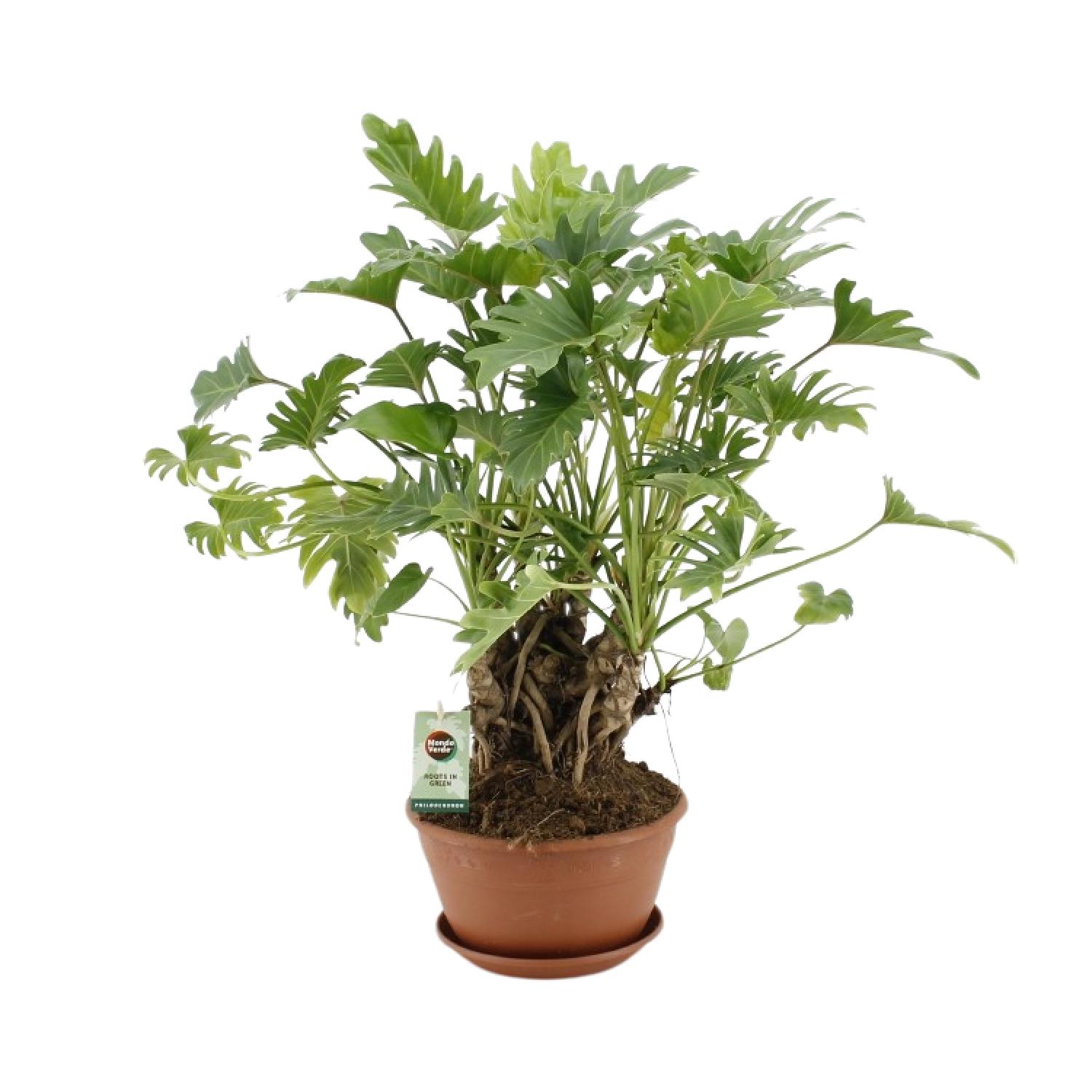 Philodendron Xanadu Op Stam en pot Ø22cm  Hauteur 50cm. Plante verte type Philodendron Xanadu Op Stam, livrée en pot, idéale pour intérieur lumineux.