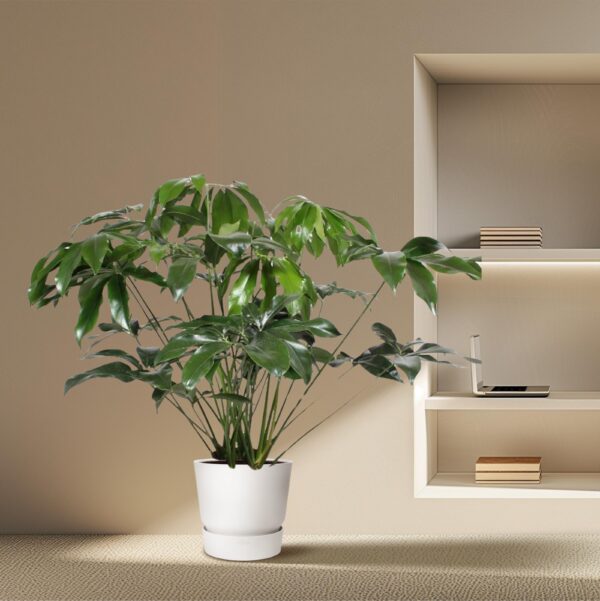 Philodendron Green Wonder en pot Ø34cm. Plante verte type Philodendron Green Wonder, livrée en pot, idéale pour intérieur lumineux. – Image 4